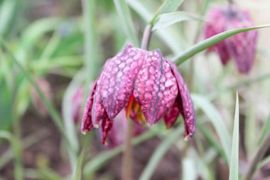 f. destek. Orman Tavuğu satranç