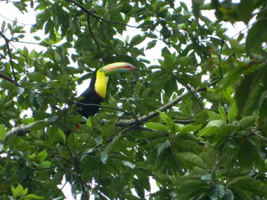 tünemiş toucan