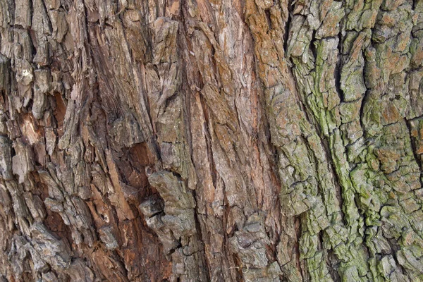 Bark Garden Turf Texture Old Pear — Stock Photo, Image