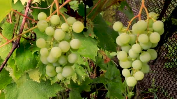 风摇着葡萄的咕噜声 格拉纳是白葡萄 成熟的白葡萄在风中摇曳 — 图库视频影像