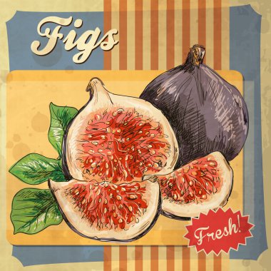 incir vintage illüstrasyon vektör el çekilmiş