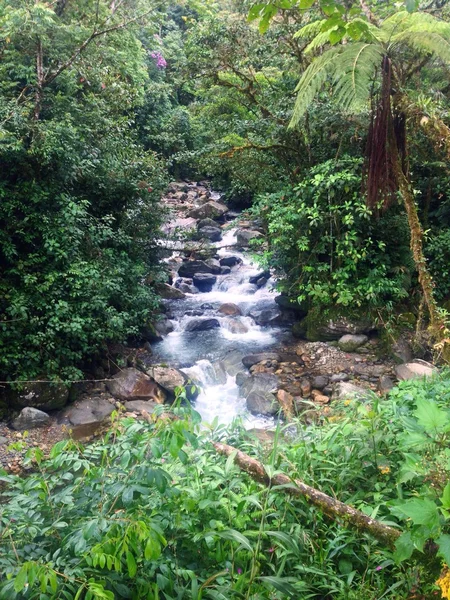 Regenwald, Fluss, Wasser, Wald, Dschungel, Grün, Ecuador, Rio Negro, Palme, Wasserfall — Stockfoto