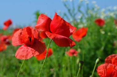 Mısır haşhaş tarlası