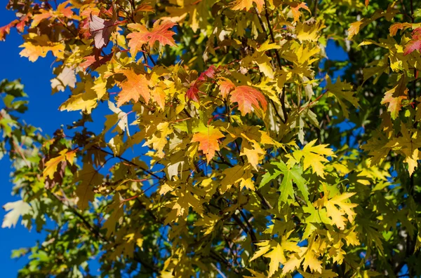 Hojas de otoño — Foto de Stock