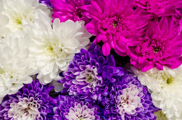 Květ chryzantémy — Stock fotografie