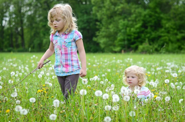 Gadis-gadis di padang rumput dandelion — Stok Foto