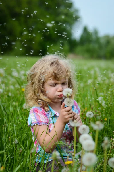 Little girl blowing a dandelion — Stock Photo, Image