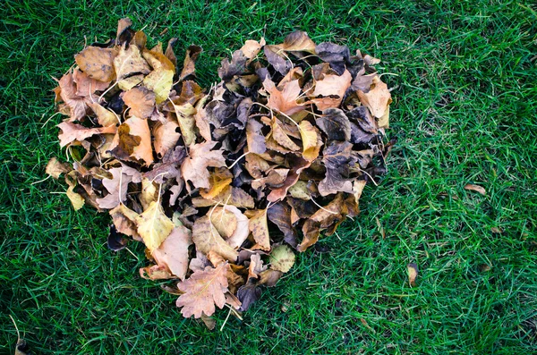 Hojas de otoño — Foto de Stock