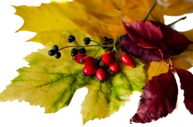 jesień-martwa sceny