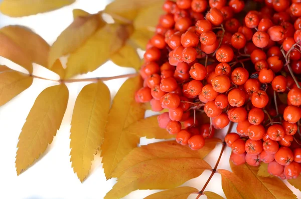 Moras rojas — Foto de Stock