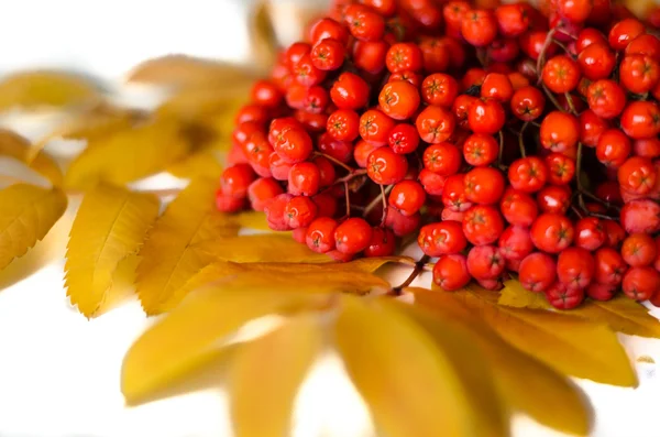 Rowanberry — 图库照片