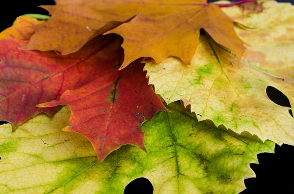 Feuilles d'automne colorées — Photo