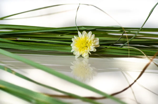 Yellow flower on the grass — Stock Photo, Image