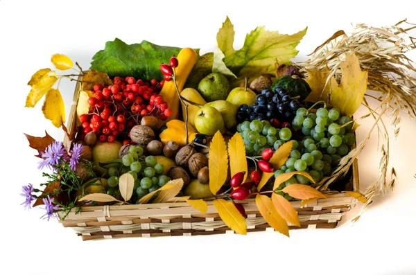 Autumn fruits Stock Picture