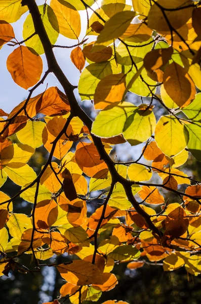 Leuchtend gelbe Blätter — Stockfoto