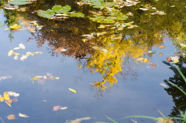 Reflejo de árboles otoñales en un estanque — Foto de Stock