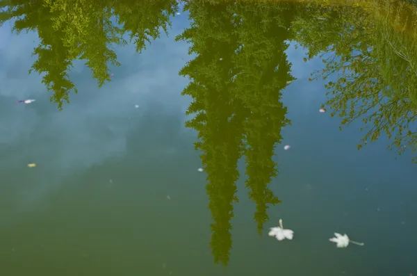 Reflejo de los árboles en un estanque —  Fotos de Stock