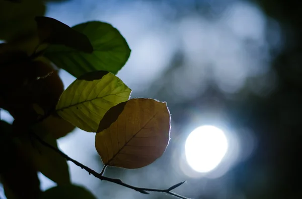 Hojas coloridas por la noche —  Fotos de Stock