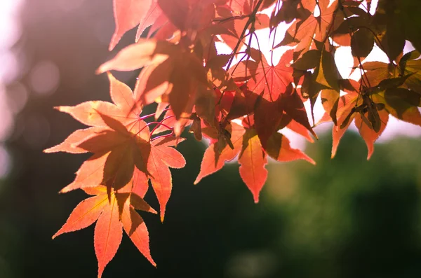 Feuilles jaunes rouges — Photo