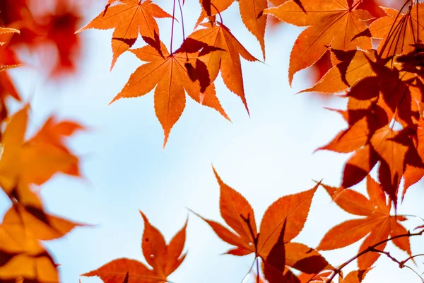 Барвисті помаранчеві листя — стокове фото