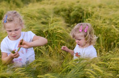 Çavdar alan kızlar