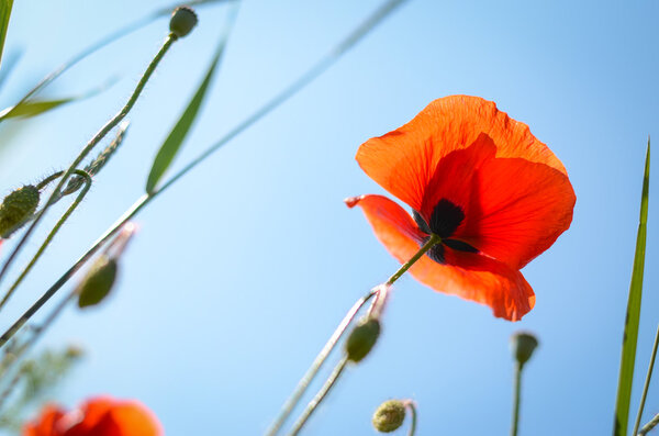 corn poppy