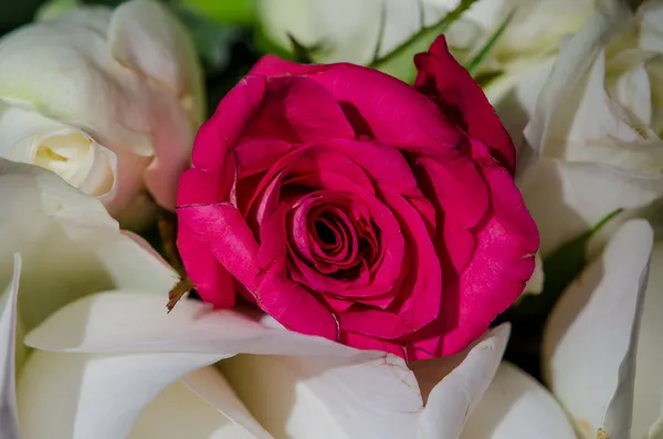 Rote Rose — Stockfoto