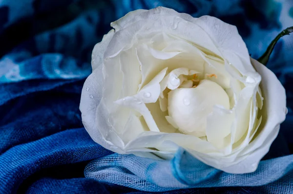 White rose — Stock Photo, Image