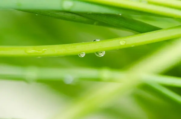 Regentropfen auf Gras — Stockfoto