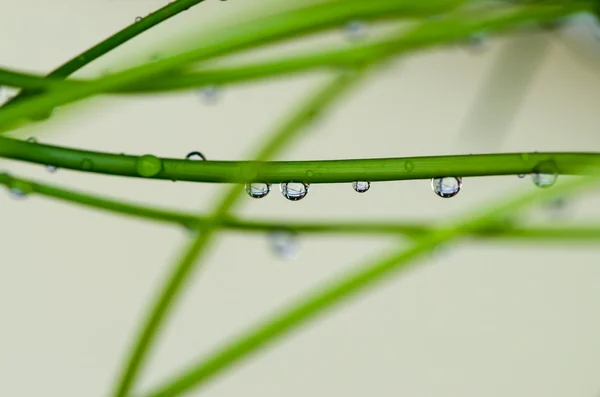草地上的雨滴 — 图库照片
