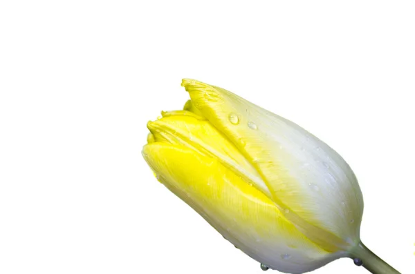 Žlutý Tulipán — Stock fotografie