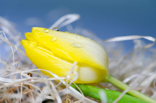 Tulipán amarillo — Foto de Stock