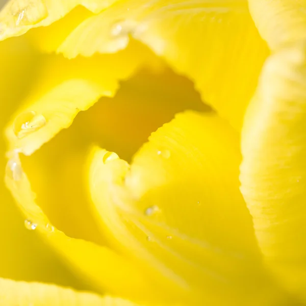 Amarelo tulipa fundo — Fotografia de Stock