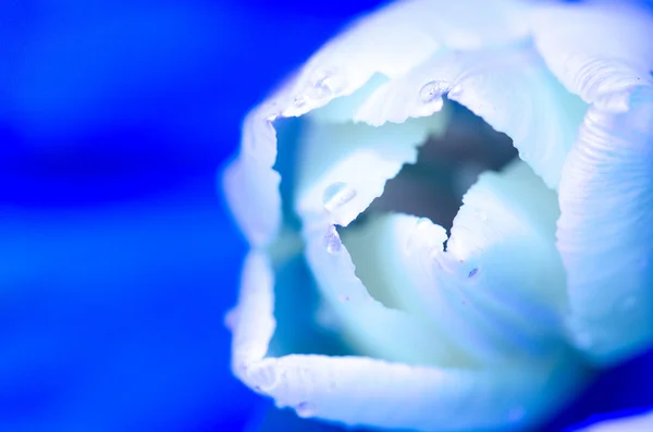 Fond de tulipe bleu blanc — Photo