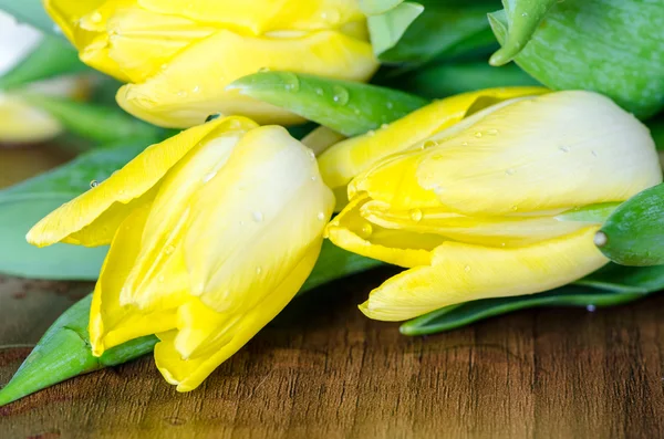 Gele tulpen — Stockfoto