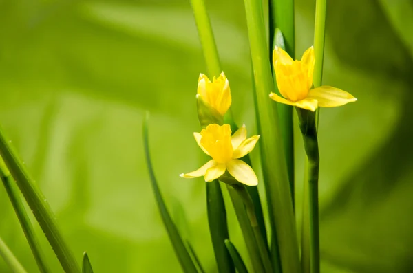 Narciso amarillo —  Fotos de Stock