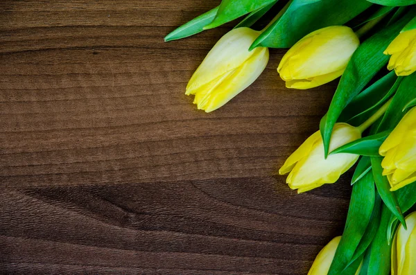 Yellow tulip — Stock Photo, Image