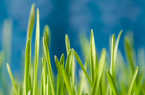 Gras — Stockfoto