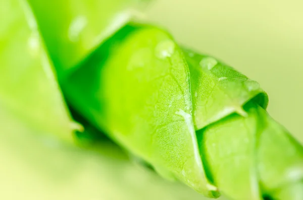 Green leaves — Stock Photo, Image