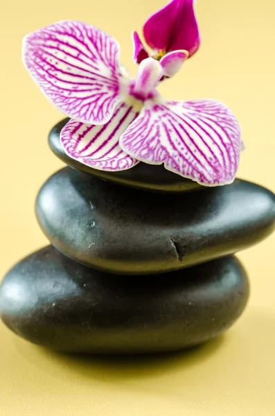 Lava stone and orchid Stock Picture