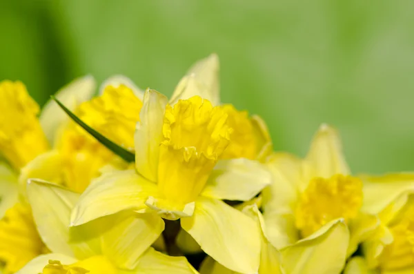 Narciso. — Foto de Stock