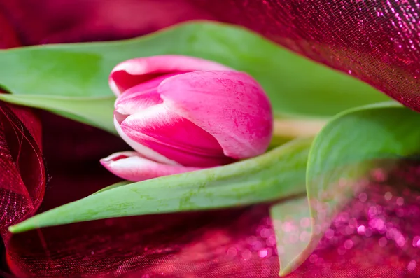 Tulpen — Stockfoto