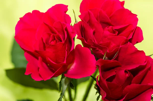 Red rose — Stock Photo, Image