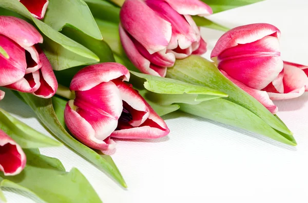 Rosa Tulpen — Stockfoto