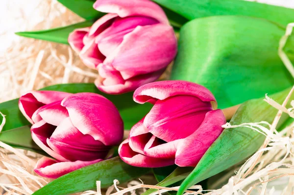 Pink tulips — Stock Photo, Image