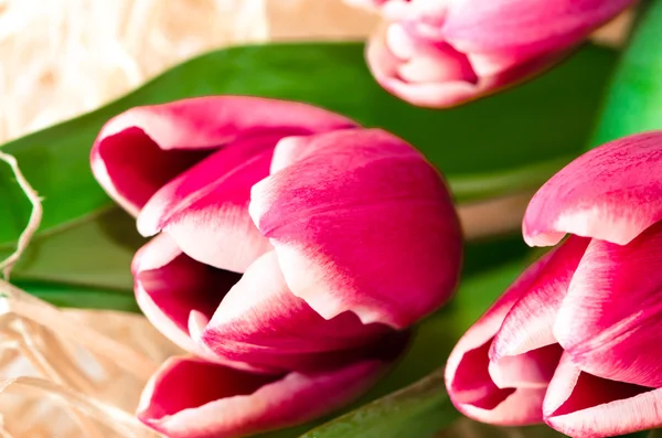 Rosa Tulpen — Stockfoto