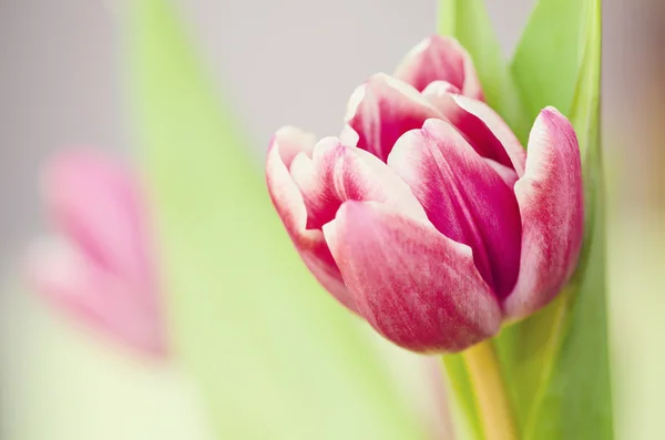 Pink tulips — Stock Photo, Image