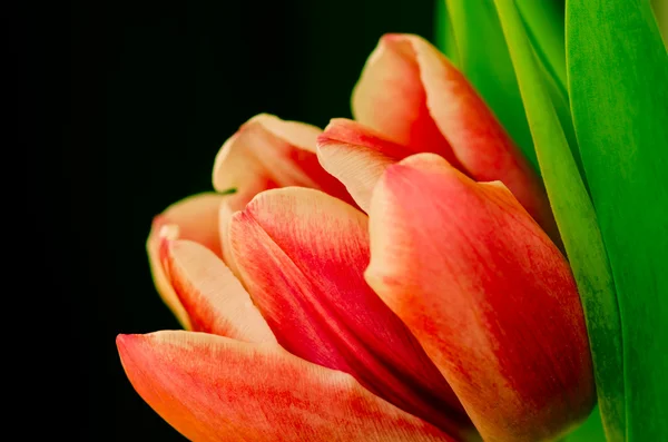 Oranje roze tulp — Stockfoto