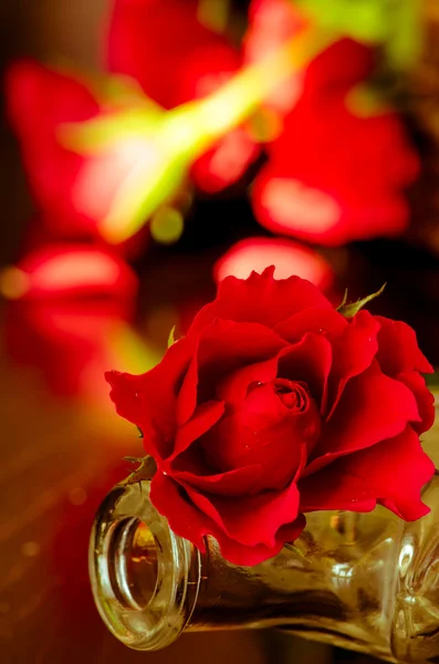 Red roses — Stock Photo, Image