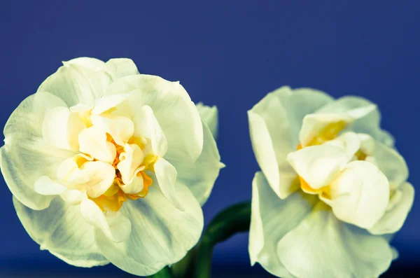 Narciso blanco — Foto de Stock